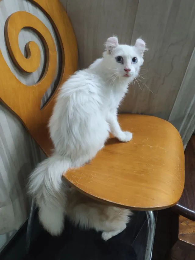เด็กชายตาฟ้า American Curl