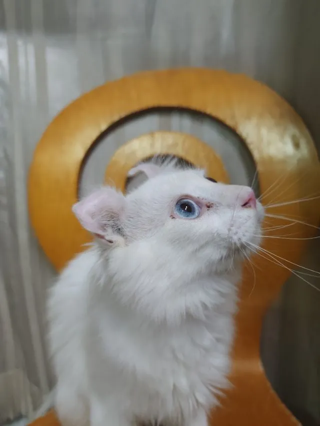 เด็กชายตาฟ้า American Curl