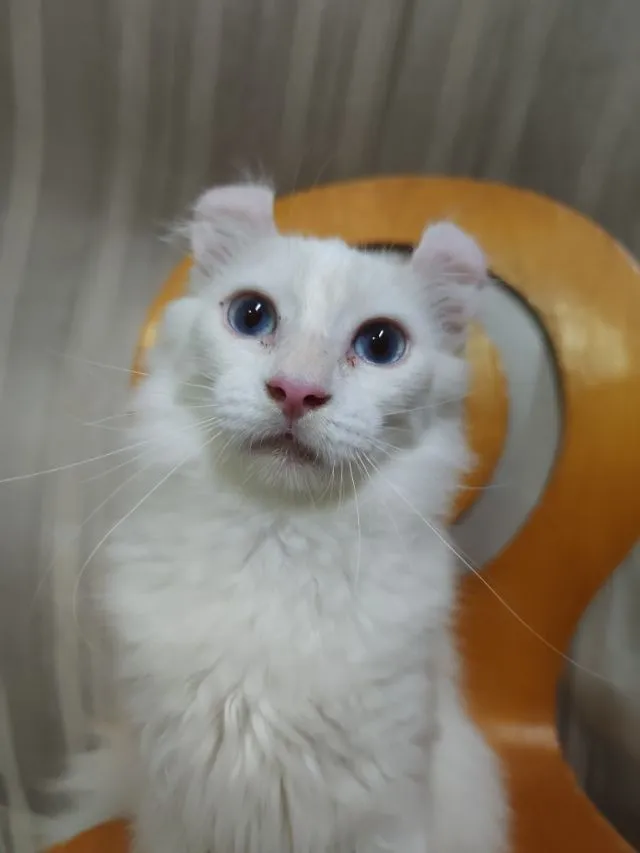 เด็กชายตาฟ้า American Curl