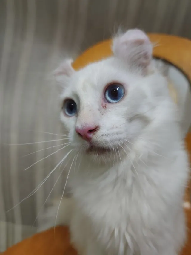 เด็กชายตาฟ้า American Curl
