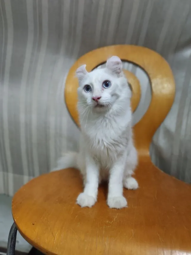 เด็กชายตาฟ้า American Curl
