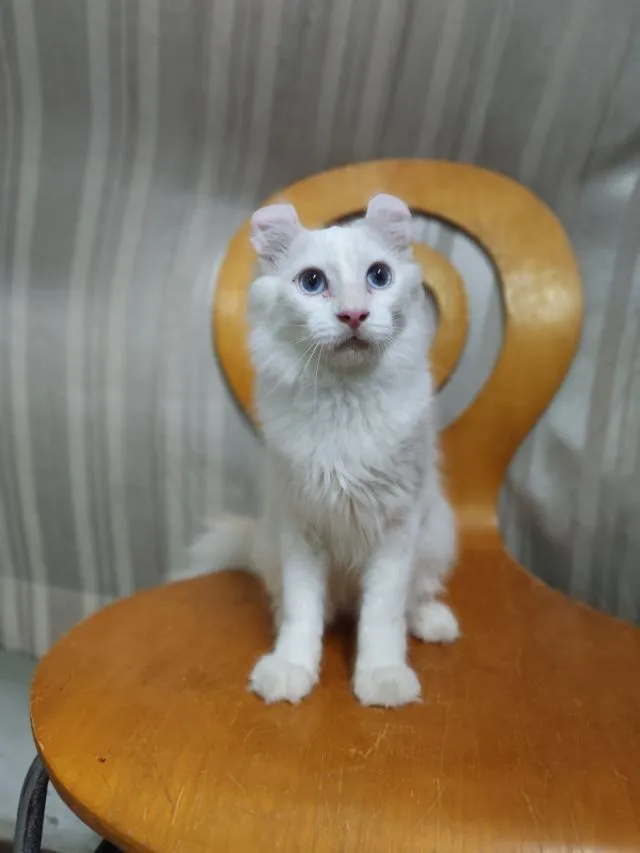 เด็กชายตาฟ้า American Curl