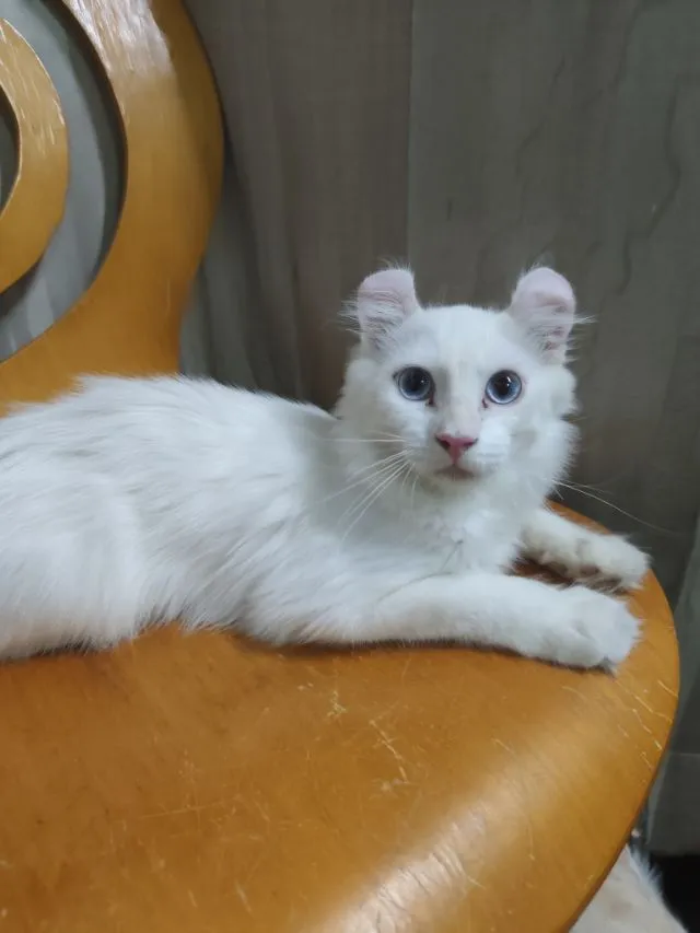 เด็กชายตาฟ้า American Curl