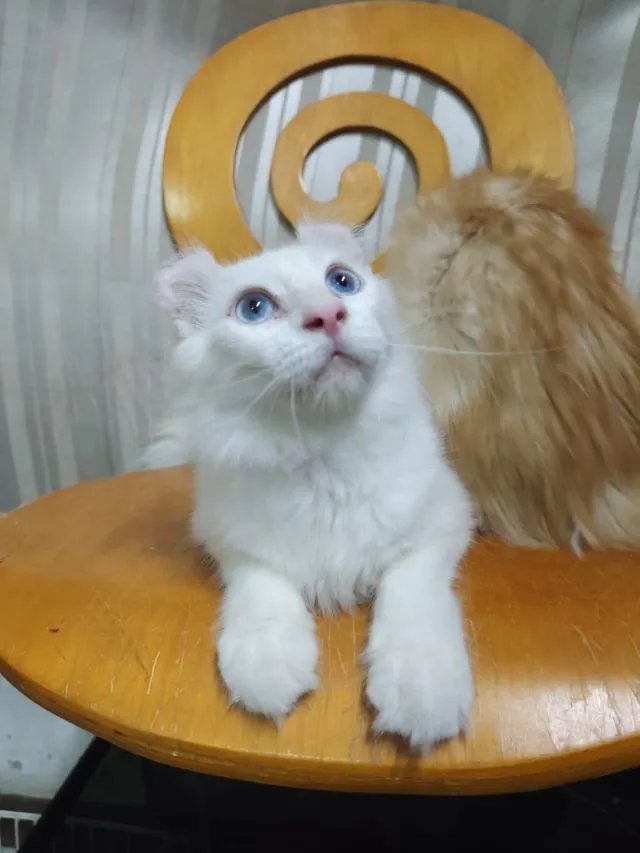 เด็กชายตาฟ้า American Curl