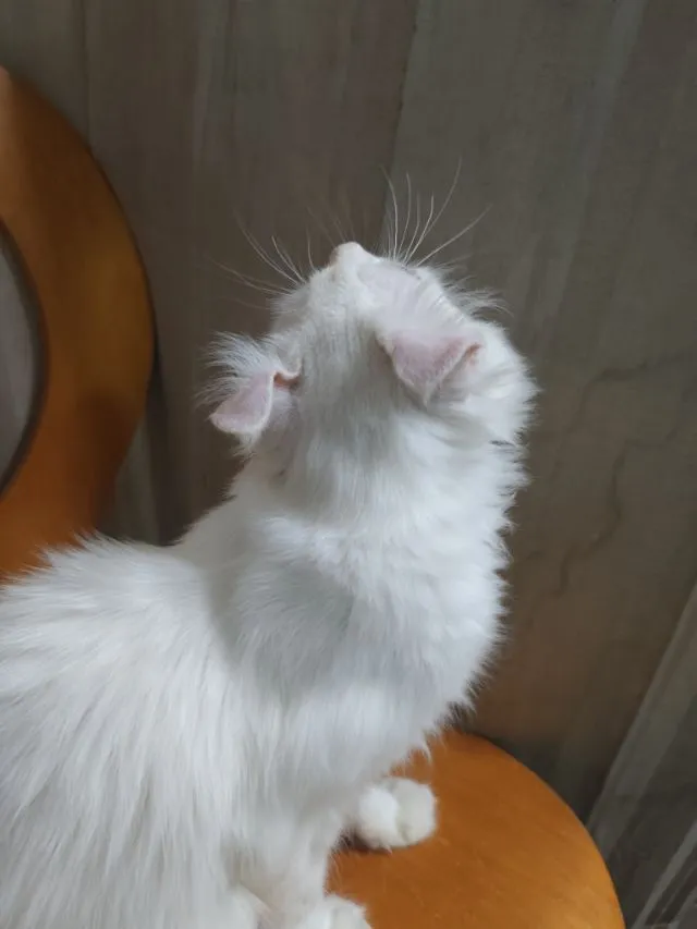 เด็กชายตาฟ้า American Curl