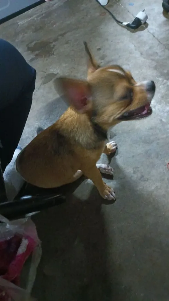 ชิวาวา