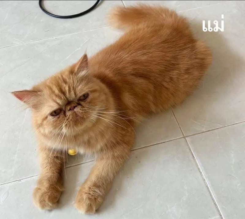 เอ็กโซติกLh
