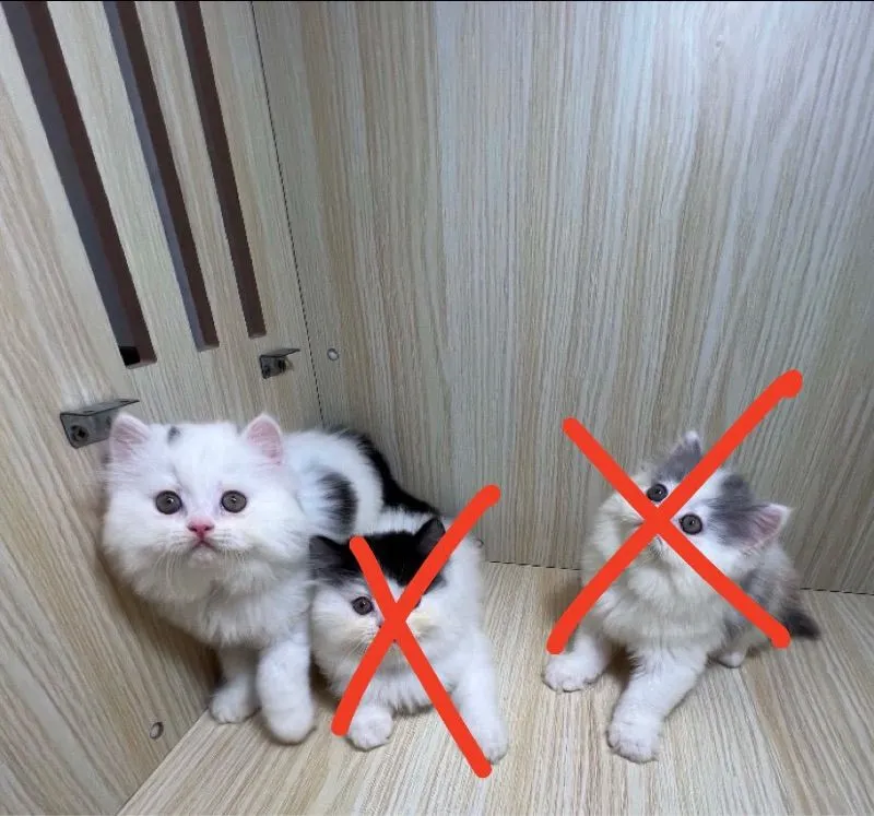 เปอร์เซียแท้