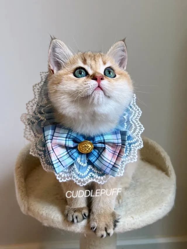 แมว British Shorthair