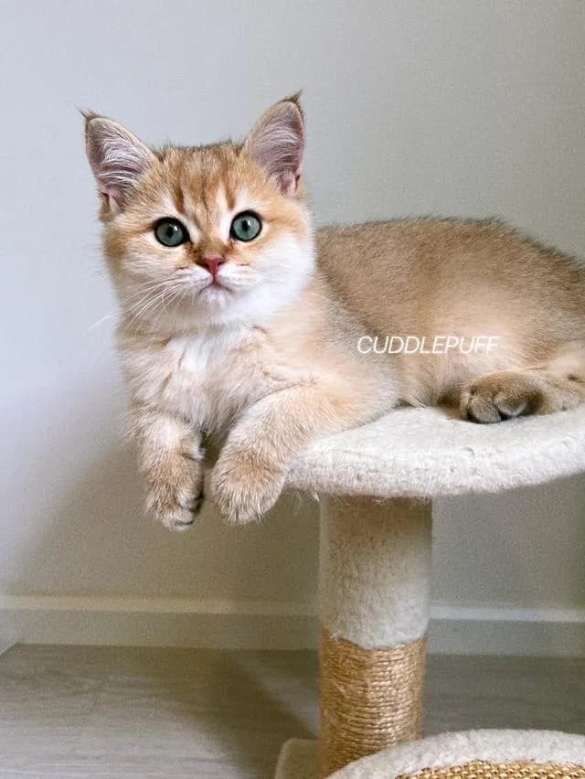 แมว British Shorthair