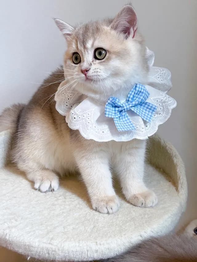 แมว British Shorthair