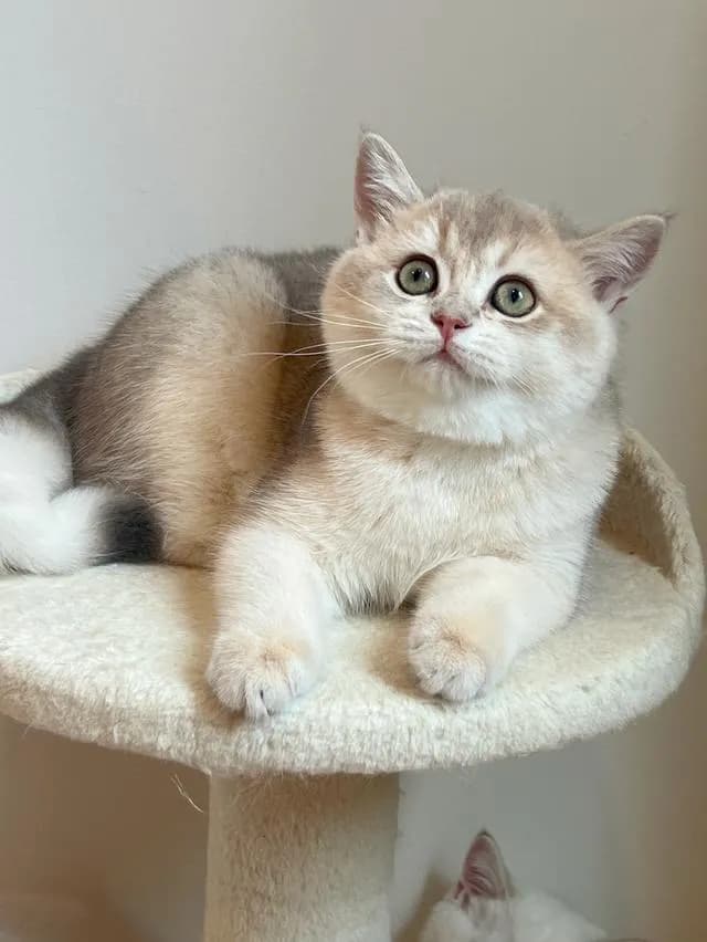 แมว British Shorthair