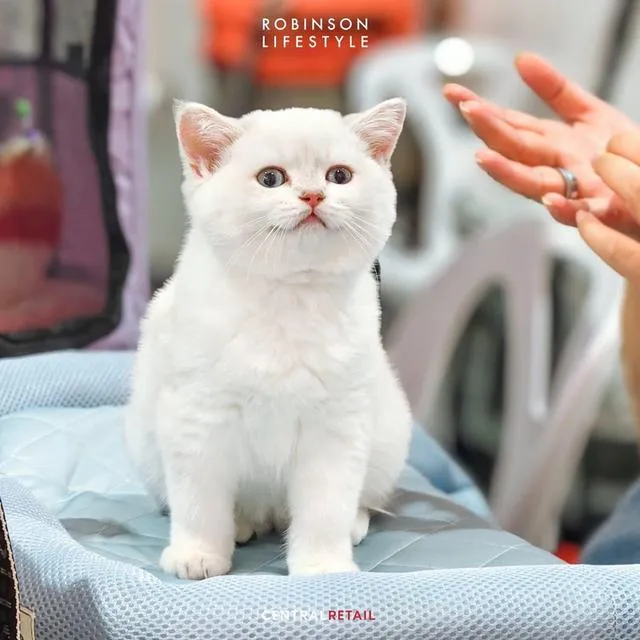 แมว British Shorthair