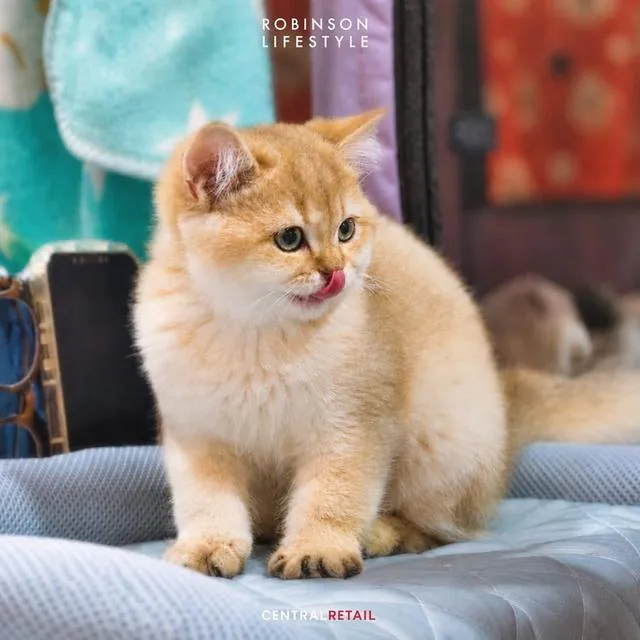 แมว British Shorthair
