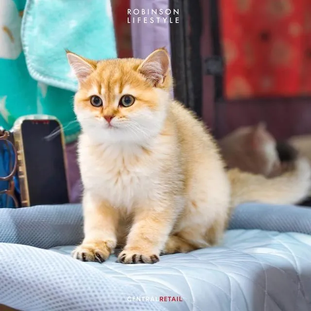แมว British Shorthair