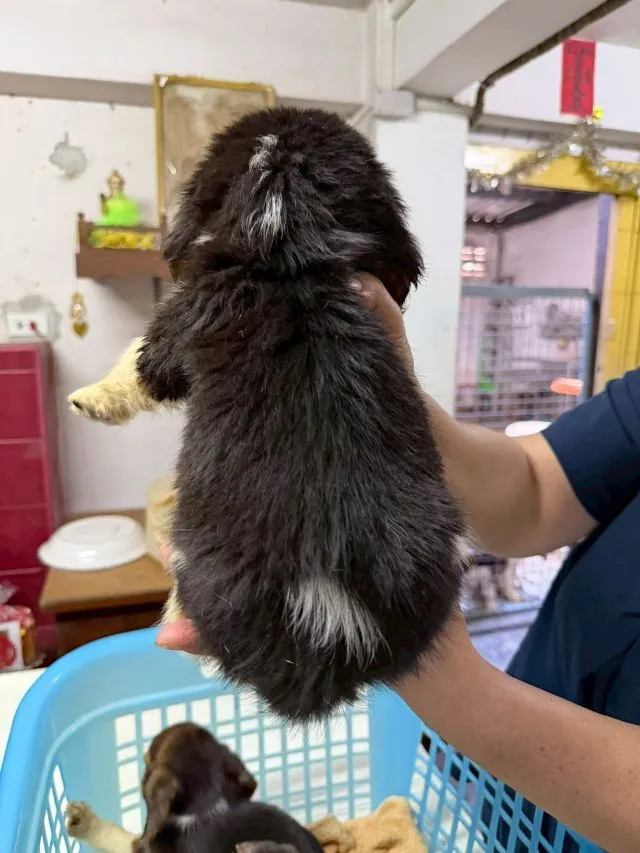ลูกสุนัข บีเกิ้ล เพศผู้ 1