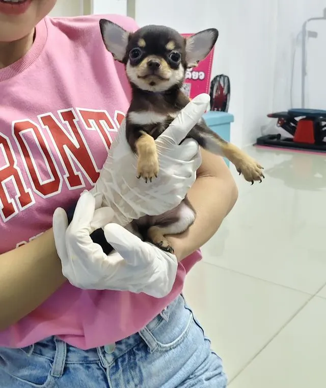ชิวาวาไทยแลนด์เกรดสวย