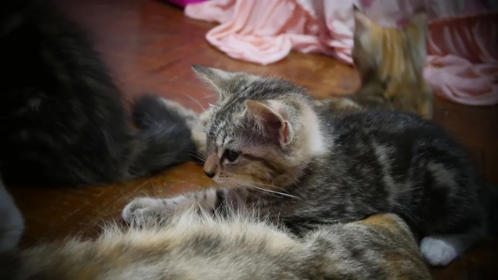 แมว - American Shorthair x Scottish Fold (1)