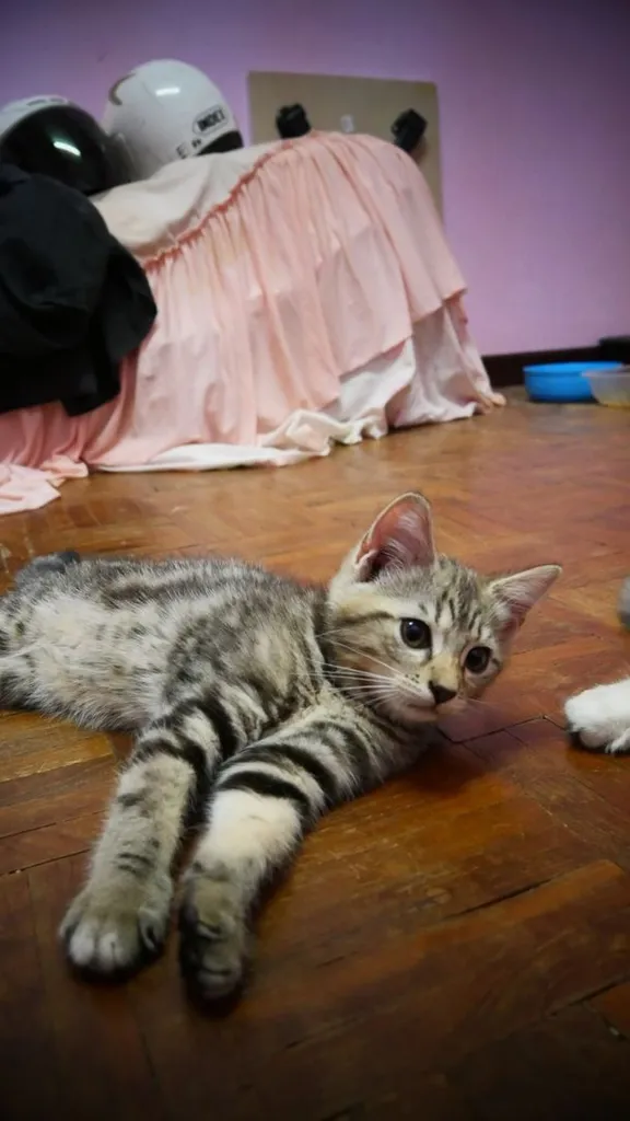 แมว - American Shorthair x Scottish Fold (1)