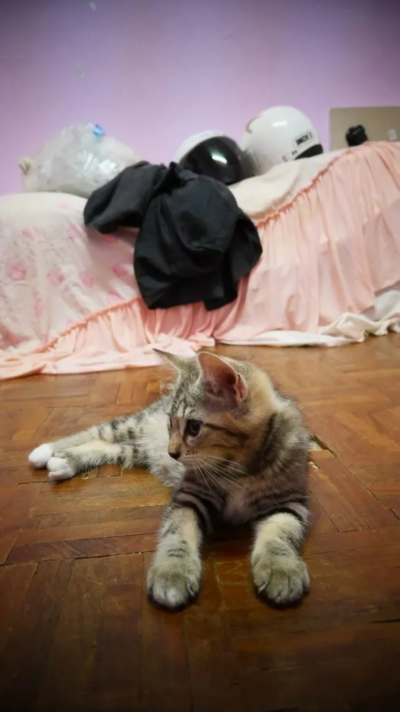แมว - American Shorthair x Scottish Fold (1)