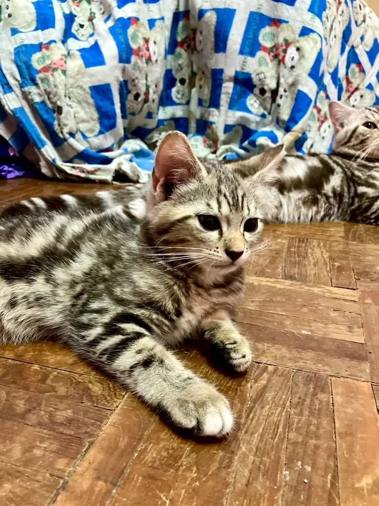 แมว - American Shorthair x Scottish Fold (1)