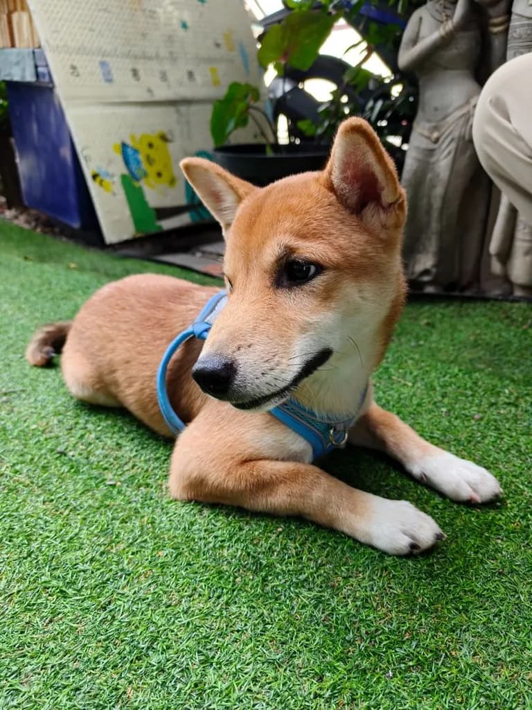 น้องชิบะ เพศผู้ หาบ้าน (แม่ชิบะมาเมะ พ่อชิบะอินุ)