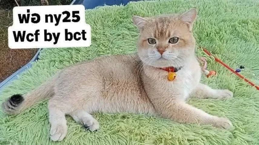 แมวบริติชช็อตแฮร์ ผช