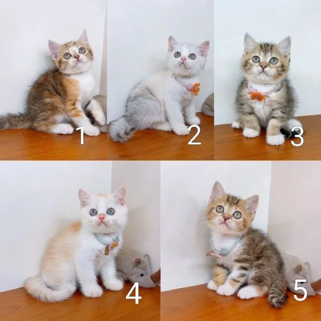 แมวสก๊อตติสโฟร์ สายพันธุ์แท้ คุณภาพ