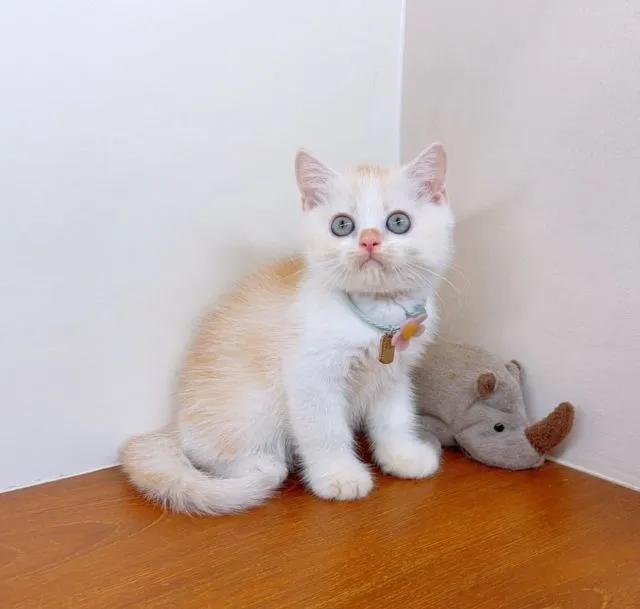 แมวสก๊อตติสโฟร์ สายพันธุ์แท้ คุณภาพ