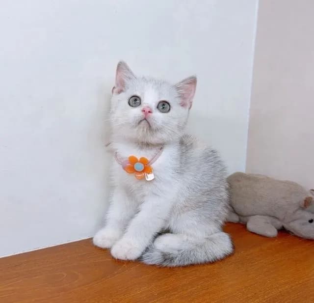 แมวสก๊อตติสโฟร์ สายพันธุ์แท้ คุณภาพ