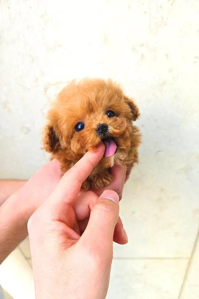 ขายลูกสุนัข Poodle สี Red หน้าตุ๊กตา ตัวเล็ก เกรดพรีเมียม นำเข้าจากเกาหลี