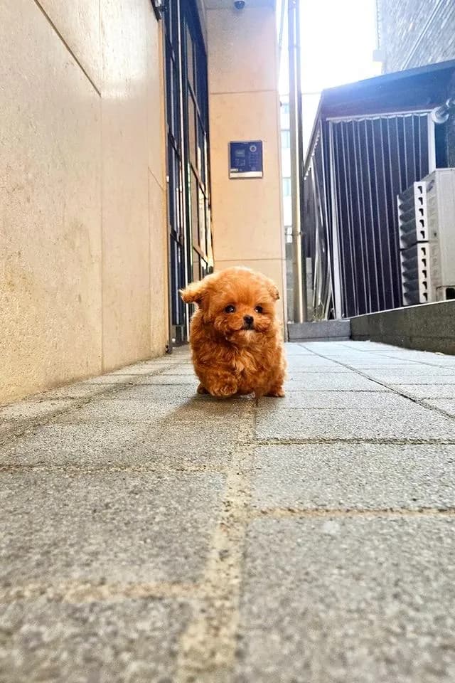 ขายลูกสุนัข Poodle สี Red หน้าตุ๊กตา ตัวเล็ก เกรดพรีเมียม นำเข้าจากเกาหลี