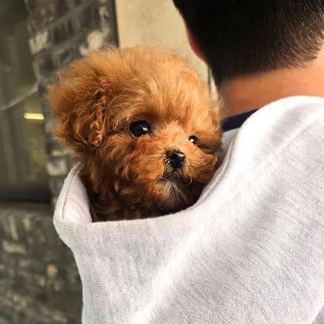 ขายลูกสุนัข Poodle สี Red หน้าตุ๊กตา ตัวเล็ก เกรดพรีเมียม นำเข้าจากเกาหลี