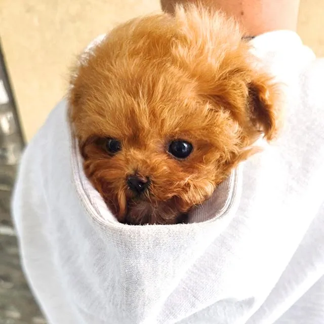 ขายลูกสุนัข Poodle สี Red หน้าตุ๊กตา ตัวเล็ก เกรดพรีเมียม นำเข้าจากเกาหลี