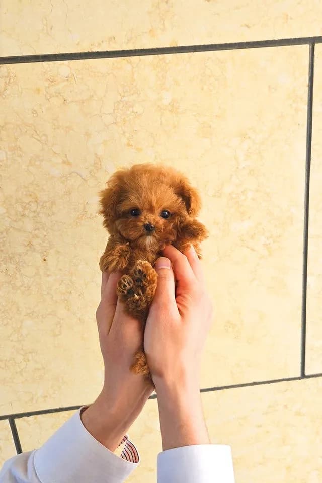 ขายลูกสุนัข Poodle สี Red หน้าตุ๊กตา ตัวเล็ก เกรดพรีเมียม นำเข้าจากเกาหลี