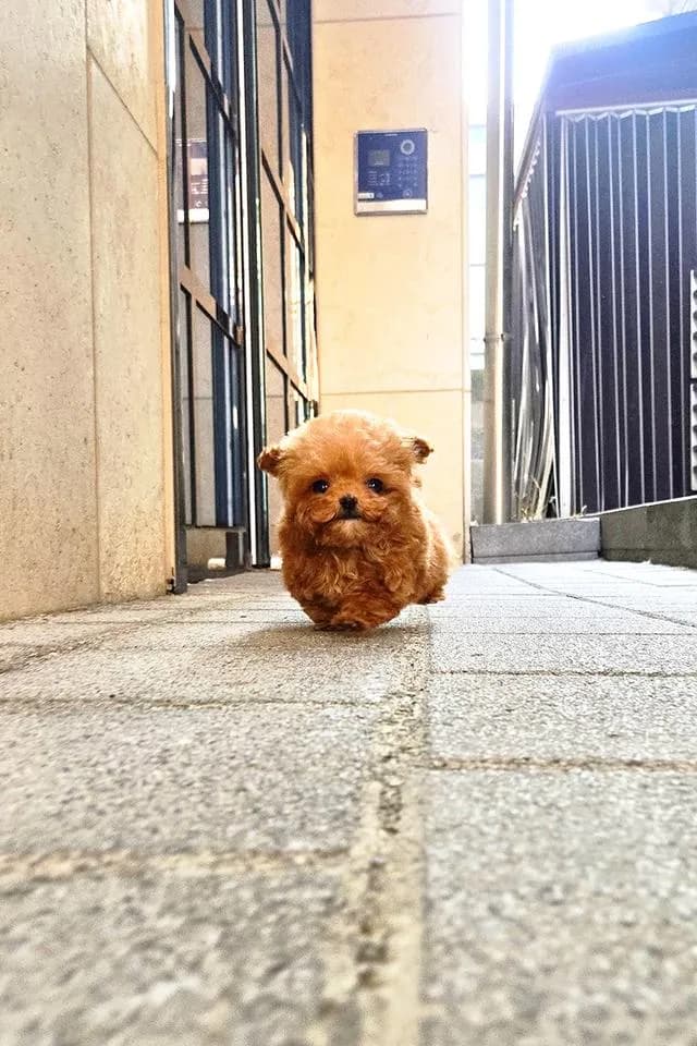 ขายลูกสุนัข Poodle สี Red หน้าตุ๊กตา ตัวเล็ก เกรดพรีเมียม นำเข้าจากเกาหลี