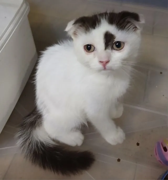 แมว