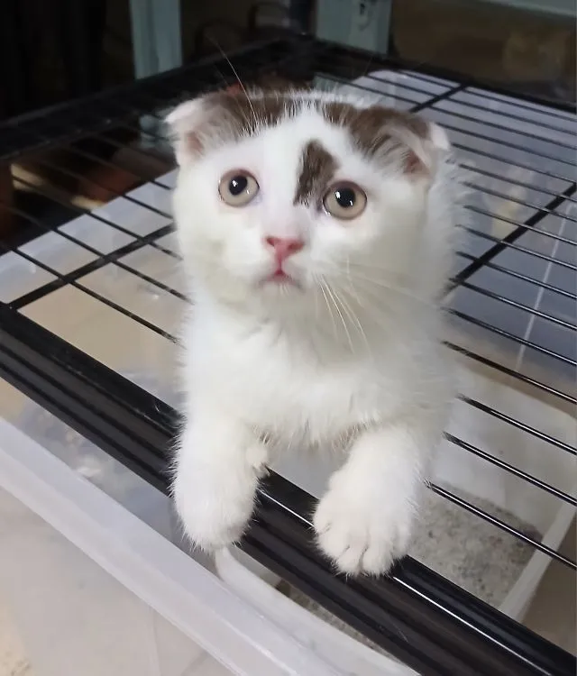แมว