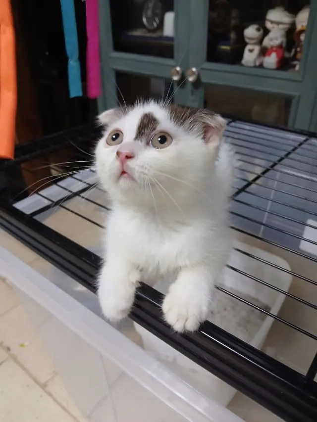แมว