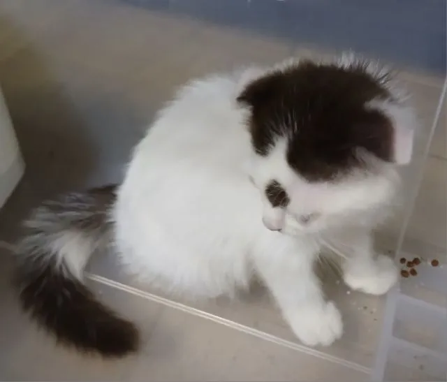 แมว