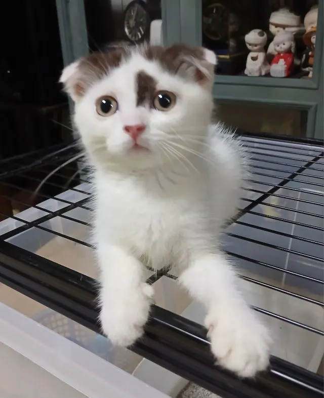 แมว