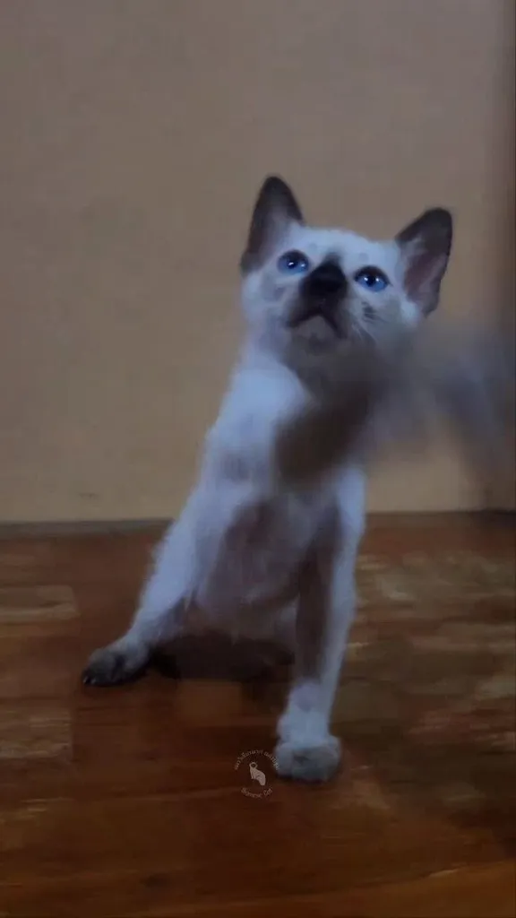 ลูกแมววิเชียรมาศแท้ เพศผู้
