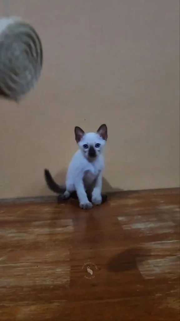 ลูกแมววิเชียรมาศแท้ เพศผู้