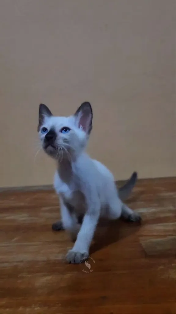 ลูกแมววิเชียรมาศแท้ เพศผู้