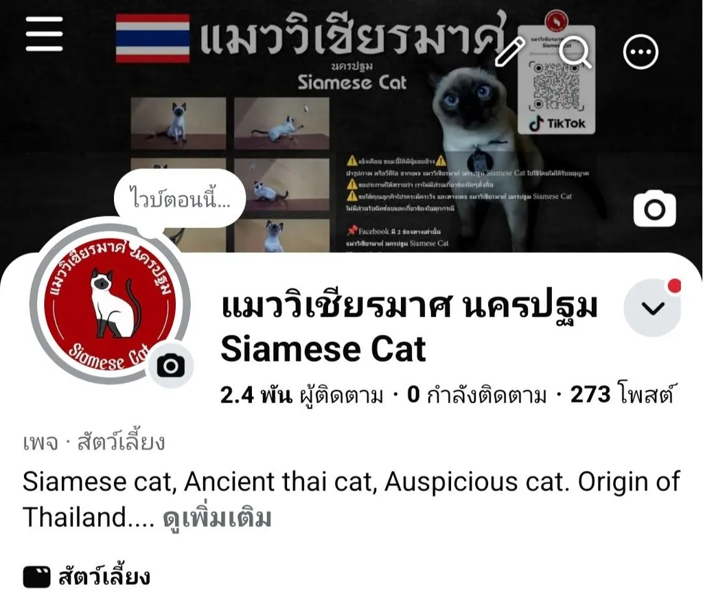 ลูกแมววิเชียรมาศแท้ เพศผู้
