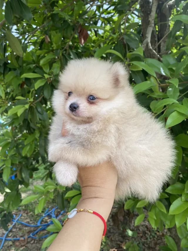 ลูกสุนัขปอมเมอเรเนียนพร้อมย้ายบ้านเมียสีปาร์ตี้ผู้สีส้ม