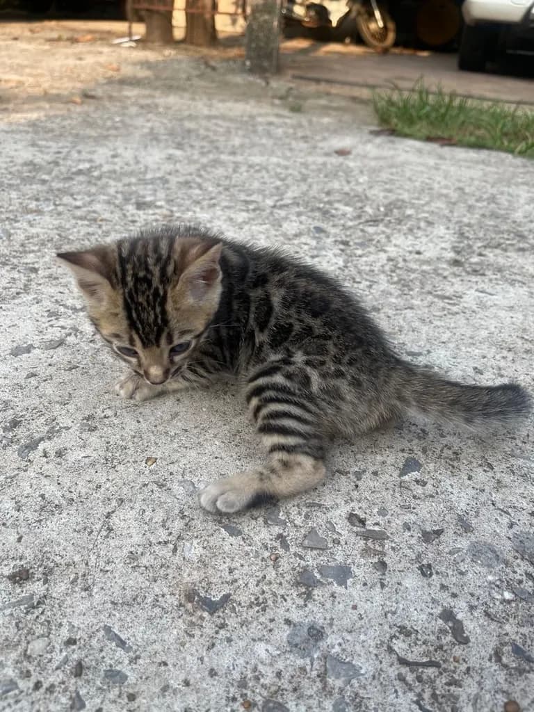 น้องเบงกอล