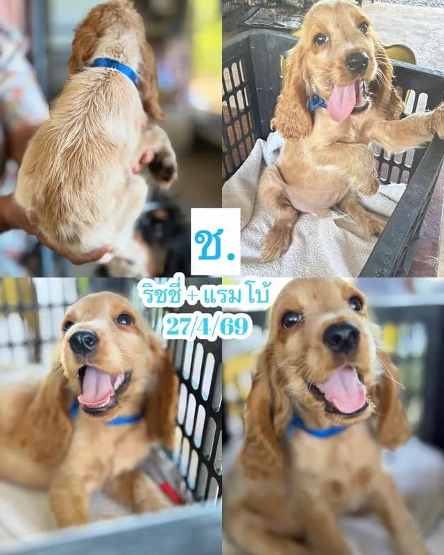 ลูกสุนัขพันธุ์ English Cocker