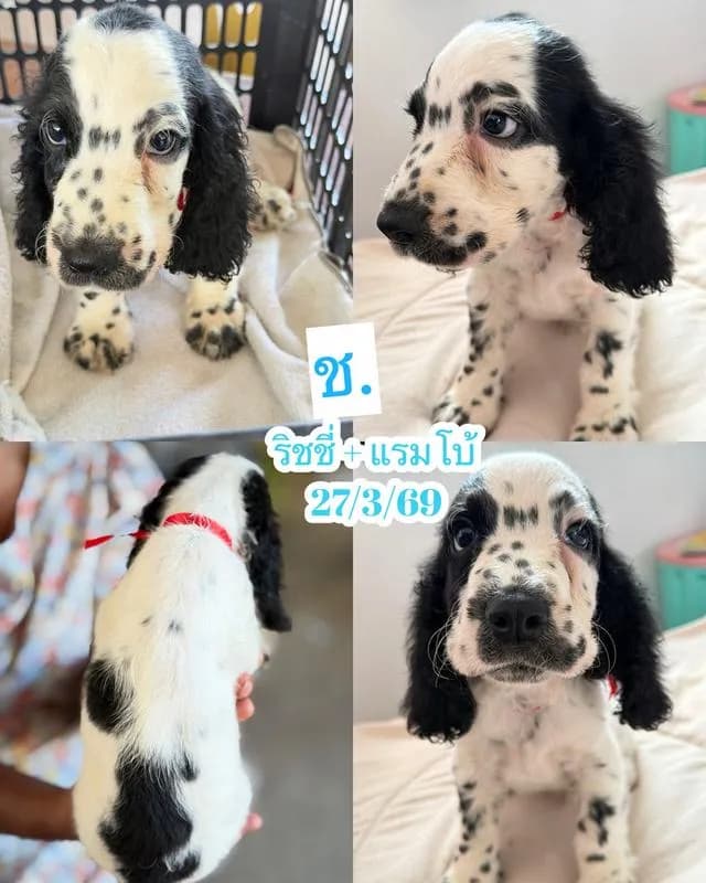 ลูกสุนัขพันธุ์ English Cocker