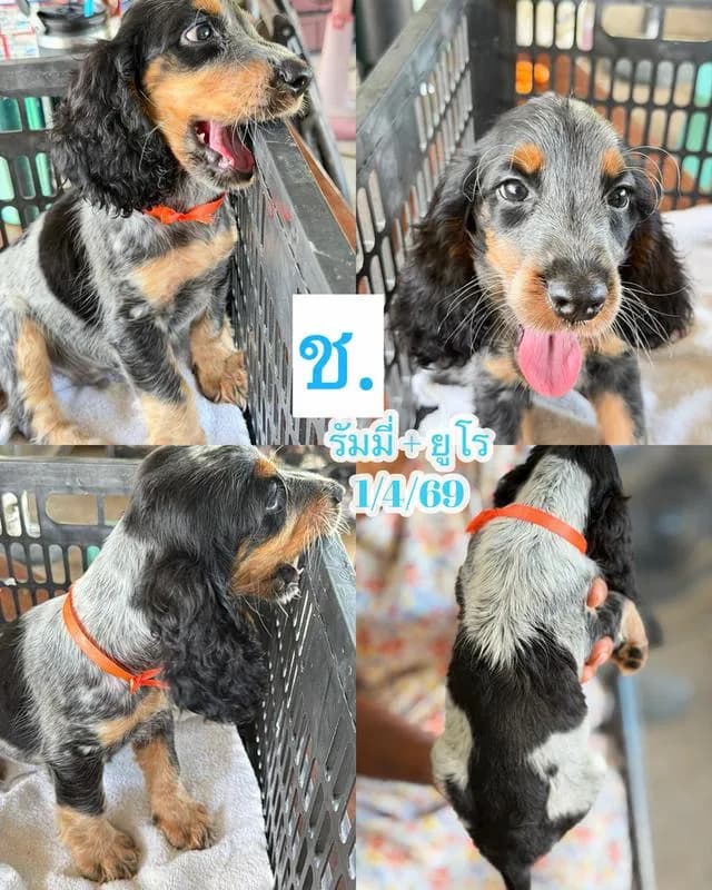 ลูกสุนัขพันธุ์ English Cocker